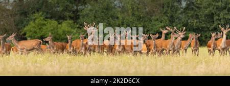 Gruppe von Rotwild, die im Sommer auf grünes Feld schauen Stockfoto