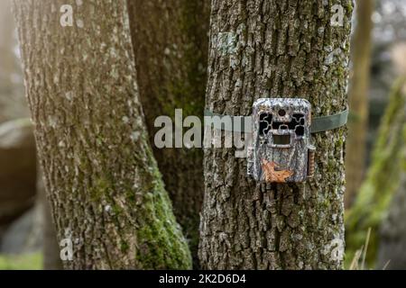 Wanderkamera mit Riemen im Wald an einem Baum befestigt Stockfoto