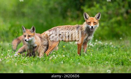 Familie der roten Füchse, die auf einer grünen Wiese mit Blumen kuscheln Stockfoto