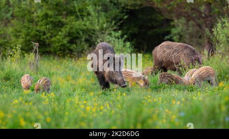 Wildschweinherde mit kleinen gestreiften Ferkeln, die sich auf einer blühenden Wiese ernähren Stockfoto