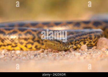 Gelbe Anakonda kriecht im Sand aus der niedrigen Sicht und kommt näher Stockfoto