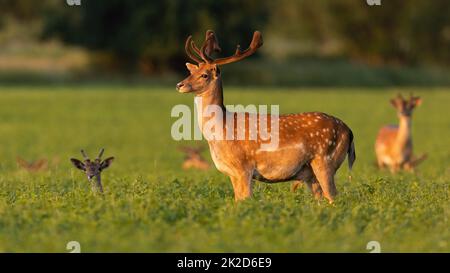 Damwild, der im Sommersonnenlicht auf Kleeblatt schaut Stockfoto