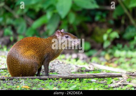 Zentralamerikanische Agouti - Dasyprocta punctata, La Fortuna Costa Rica Stockfoto