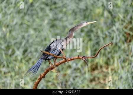 Snakebird, Darter, American Darter oder Water turkey, Anhinga anhinga, Costa Rica Stockfoto