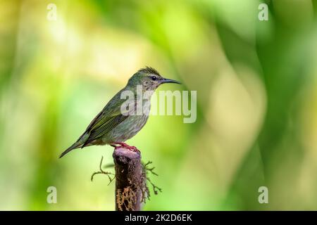 Rotbeinige Hündin mit Honigbeinen, La Fortuna, Costa Rica Stockfoto