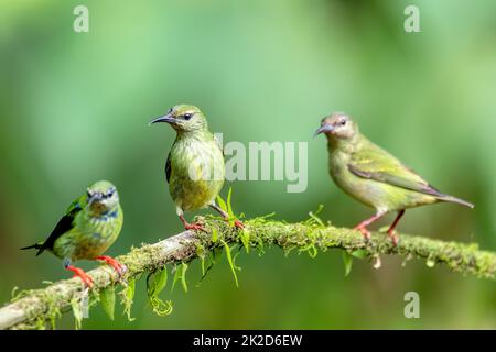 Rotbeinige Hündin mit Honigbeinen, La Fortuna, Costa Rica Stockfoto