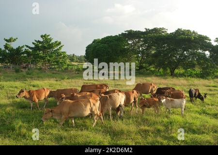 Kuhbestand auf grünem Feld. Stockfoto