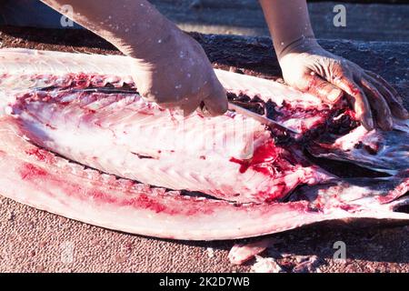 Filet und Flay. Zugeschnittenes Bild eines Fisches, der entkuttet wird. Stockfoto