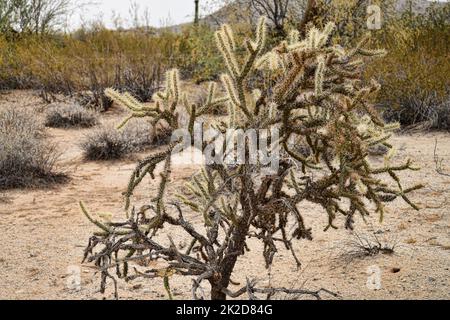 Cholla Kaktus Sonora Wüste Arizona Stockfoto