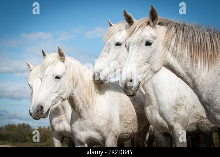 Weiße Pferde in der Camargue Stockfoto