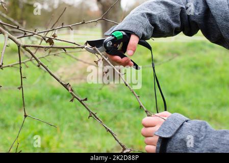 Bauer schneidet einen Zweig eines Baumes mit einer Schere, Frühlingszeit, Pflanzen trimmen, Landwirtschaft und Gartenarbeit Stockfoto