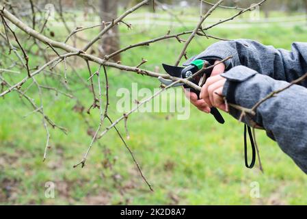 Bauer schneidet einen Zweig eines Baumes mit einer Schere, Frühlingszeit, Pflanzen trimmen, Landwirtschaft und Gartenarbeit Stockfoto