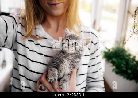 Schottisches Heterokätzchen Stockfoto