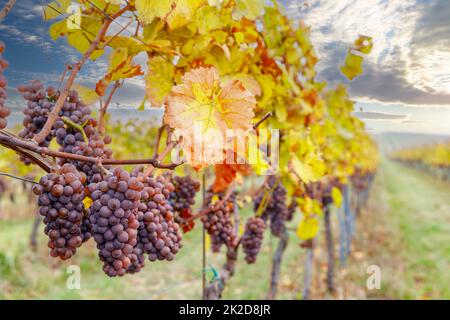 Trauben im Herbst Weinberg, Südmähren, Tschechische Republik Stockfoto