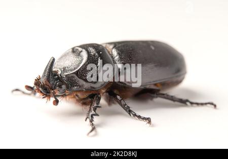 Beetle Oryctes Nashorn isoliert auf weißem Hintergrund Stockfoto