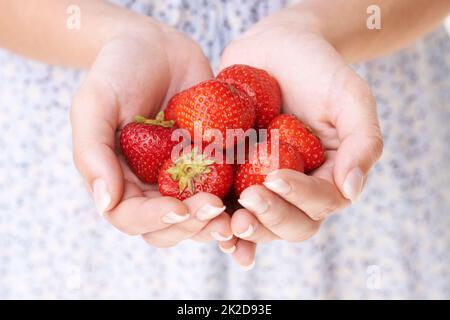 Ein Erdbeeropfer darbringen. Zugeschnittenes Bild eine Frau hält einen Haufen Erdbeeren in der Hand. Stockfoto