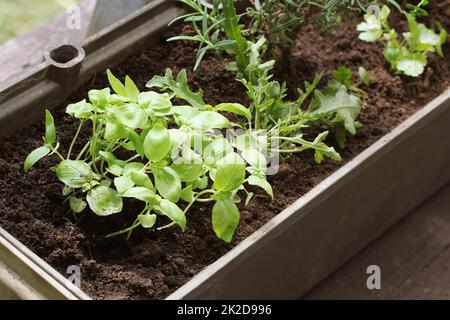 Gemüsegarten auf Terrasse. Kräuter Sämling wächst in Container Stockfoto