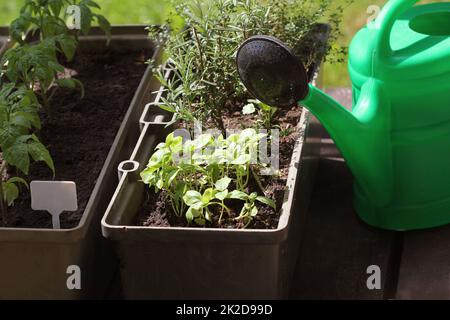 Gemüsegarten auf Terrasse. Kräuter, Tomaten Sämling wächst in Container Stockfoto