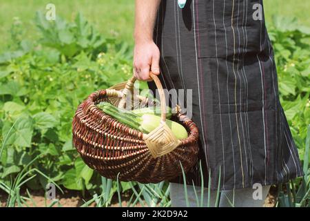 Ernte Zucchini. Frische squash im Korb liegen. Frische squash entnommen aus dem Garten. Bauer Holding vollen Korb mit der Ernte. Organic Food Konzept Stockfoto