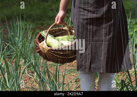 Ernte Zucchini. Frische squash im Korb liegen. Frische squash entnommen aus dem Garten. Bauer Holding vollen Korb mit der Ernte. Organic Food Konzept Stockfoto