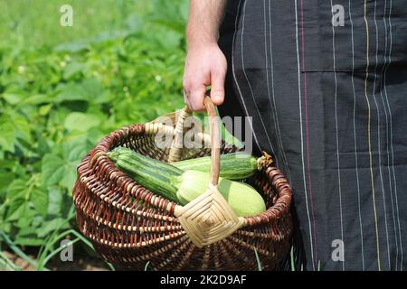 Ernte Zucchini. Frische squash im Korb liegen. Frische squash entnommen aus dem Garten. Bauer Holding vollen Korb mit der Ernte. Organic Food Konzept Stockfoto