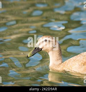 Weibchen von Stockenten am Seeufer Stockfoto