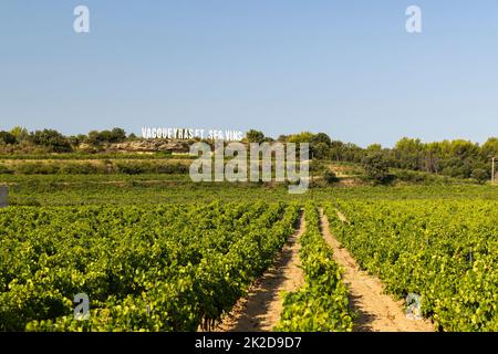 Typischer Weinberg in der Nähe von Vacqueyras, Cotes du Rhone, Frankreich Stockfoto