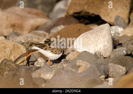 - Das ist ein roter Turn-Stretching. Stockfoto