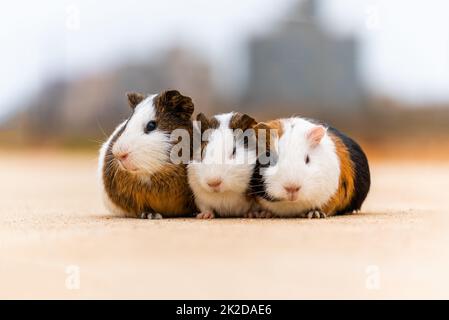 Drei Meerschweinchen auf einem Betonpflaster Stockfoto