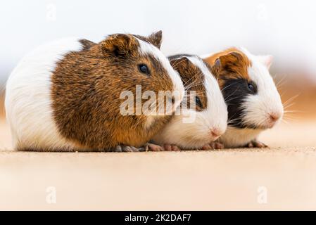 Drei Meerschweinchen auf einem Betonpflaster Stockfoto