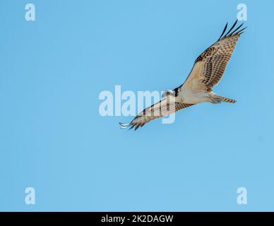 Ospery im Flug gegen einen klaren blauen Himmel. Stockfoto