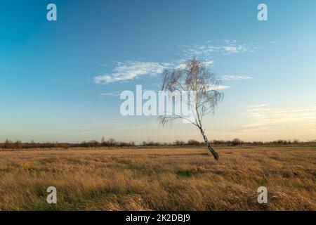 Einsame Birke auf einer Wiese und der blaue Himmel Stockfoto