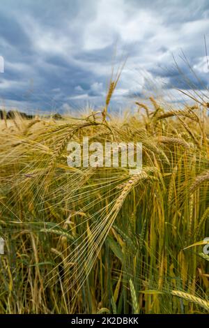 Roggen vor der Ernte gesät, Westböhmen, Tschechien Stockfoto