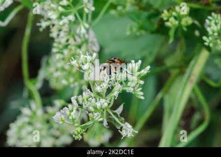 Die Bienen auf den weißen Blüten saugen das süße Wasser. Stockfoto