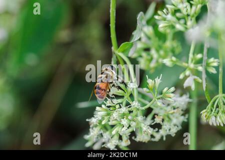 Die Bienen auf den weißen Blüten saugen das süße Wasser. Stockfoto