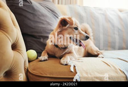 Ich bin der König des Hauses. Ganzkörperaufnahme eines entzückenden Hundes, der zu Hause auf dem Sofa liegt. Stockfoto