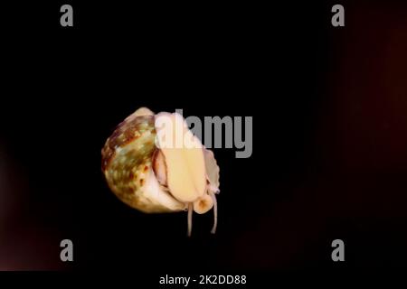 Eine Schnecke im Salzwasseraquarium auf dem Glas Stockfoto