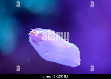 Eine Schnecke im Salzwasseraquarium auf dem Glas Stockfoto