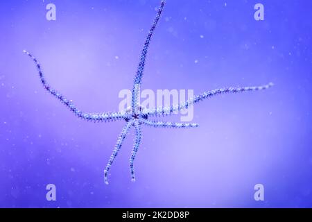 Ein Schlangensternfisch mit seinen sechs Tentakeln auf der Scheibe eines Meeres-Aquariums. Stockfoto