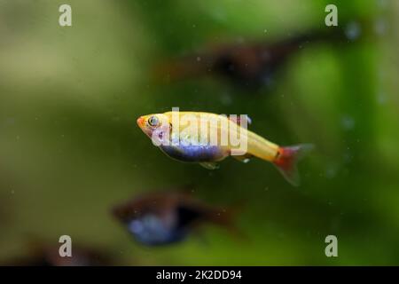 Porträt, Nahaufnahme eines tetra, Barb oder Danio in einem Aquarium. Stockfoto