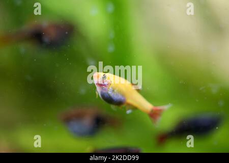 Porträt, Nahaufnahme eines tetra, Barb oder Danio in einem Aquarium. Stockfoto