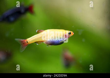 Porträt, Nahaufnahme eines tetra, Barb oder Danio in einem Aquarium. Stockfoto