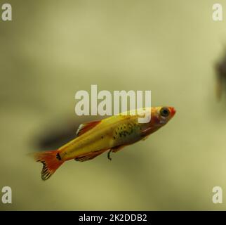 Porträt, Nahaufnahme eines tetra, Barb oder Danio in einem Aquarium. Stockfoto