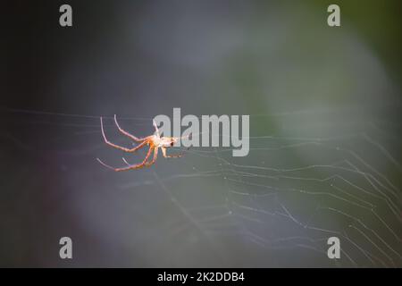 Eine Kreuzspinne in ihrem Netz. Porträt einer Gartenkreuzspinne. Stockfoto