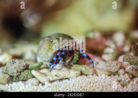 Einsiedlerkrebse, Krabben in Schneckenmuscheln in einem Meeresaquarium. Stockfoto
