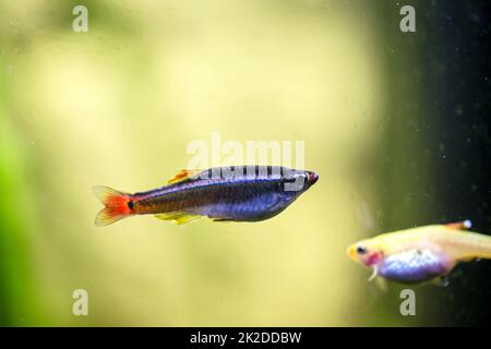 Porträt, Nahaufnahme eines tetra, Barb oder Danio in einem Aquarium. Stockfoto