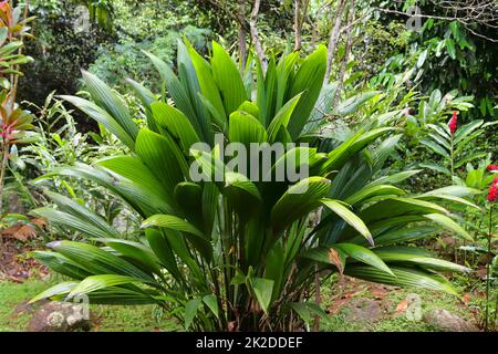 Wunderschöne grüne Nahaufnahmen von tropischen Pflanzenblättern auf den Seychellen-Inseln Stockfoto