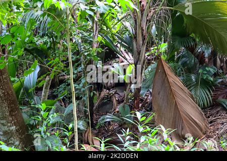 Wunderschöne grüne Nahaufnahmen von tropischen Pflanzenblättern auf den Seychellen-Inseln Stockfoto