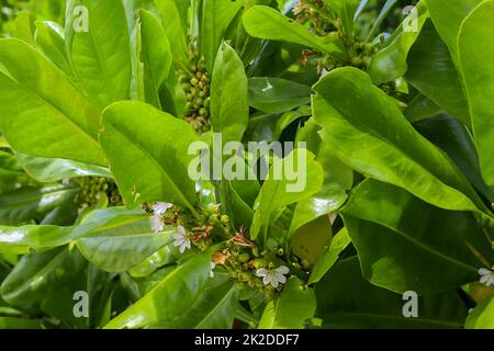 Wunderschöne grüne Nahaufnahmen von tropischen Pflanzenblättern auf den Seychellen-Inseln Stockfoto