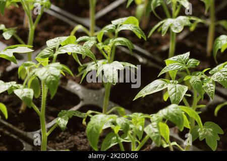 Uber das Wachstum junger Tomatenkeimlinge in Töpfen Stockfoto